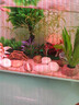 HIDOM希騰魚(yú)缸造景 當貝智能魚(yú)缸專(zhuān)用仿真蘑菇屋鴻運當頭造景套餐 曬單實(shí)拍圖