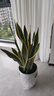 植男植女大型金邊虎皮蘭植物客廳臥室辦公室綠色觀(guān)葉花卉綠植盆栽源頭直發(fā) 曬單實(shí)拍圖