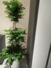 愛(ài)優(yōu)尚幸福樹(shù)盆栽客廳室內大型綠植辦公室喬遷新家綠寶凈化空氣源頭直發(fā) 曬單實(shí)拍圖
