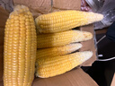 【云南高原玉米】現摘新鮮水果玉米新鮮甜玉米棒生鮮蔬菜可生吃 新鮮水果玉米 4斤 帶箱 300g起 曬單實(shí)拍圖