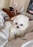 寵邁鑫純種比熊幼犬小型小體活物卷毛血統比熊犬茶杯寵物狗狗長(cháng)不大可愛(ài) 血統級 比熊 母 曬單實(shí)拍圖