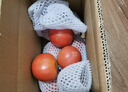 新鮮沙瓤西紅柿自然成熟現摘現發(fā)番茄下蔬菜生鮮減肥單果80g+ 新鮮西紅柿 2斤 帶箱 曬單實(shí)拍圖