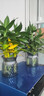 四季招財好運旺宅水培觀(guān)音竹富貴水竹客廳室內辦公盆栽綠植除甲醛 觀(guān)音竹6支（2個(gè)輕奢盆）+營(yíng)養液 觀(guān)音竹高度25-35厘米 曬單實(shí)拍圖
