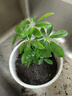 八方來(lái)財盆栽鴨腳木盆栽四季常青桌面防輻射花卉盆景發(fā)財樹(shù)盆栽全 八方來(lái)財【水培小苗1顆】 送肥料 曬單實(shí)拍圖