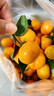 現摘南豐蜜桔9斤橘子新鮮桔子應當季新鮮水果砂糖橘冰糖桔鮮桔子5 3斤【帶箱小果】 曬單實(shí)拍圖