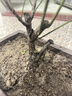 紅梅盆景樹(shù)樁盆栽梅花老樁耐寒植物地栽臘梅室內綠植耐寒不 紅梅5年盆景（當年開(kāi)花）1-2公分粗 曬單實(shí)拍圖