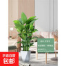 天堂鳥(niǎo)盆栽客廳室內好養大型花卉綠植辦公室輕奢綠色植物 天堂鳥(niǎo)100-120cm_【4棵苗】【小菱形盆】 帶盆栽好 曬單實(shí)拍圖