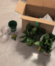 雙盟綠蘿盆栽除甲醛花卉綠植辦公室新房?jì)艋諝?120款10盆源頭直發(fā) 曬單實(shí)拍圖
