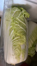 有機匯有機白菜 黃心膠東大白菜 有機蔬菜無(wú)農殘生鮮 基地自產(chǎn)新鮮直發(fā) 2500g 曬單實(shí)拍圖