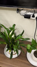 行湘白掌盆栽一帆風(fēng)順綠植盆栽花卉室內好養 小白掌+早安盆 源頭直發(fā) 曬單實(shí)拍圖