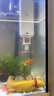 JCZS德國魚(yú)馬桶魚(yú)缸糞便分離器過(guò)濾器凈水循環(huán)三合一氧氣泵制氧一體機 25W【強勁吸糞/魚(yú)便分離】 AQ-1500F 曬單實(shí)拍圖