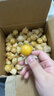 東北姑娘果新鮮當季水果黃菇娘燈籠果酸甜可口甜菇娘特產(chǎn)京東包郵 【帶箱3斤】?jì)糁?.6斤 曬單實(shí)拍圖