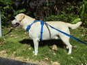 拉夫威爾斯威客牽引狗狗牽引繩狗繩大型犬狗鏈多功能遛狗牽狗繩 墨池藍 曬單實(shí)拍圖
