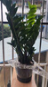 【招財進(jìn)寶金錢(qián)樹(shù)】客廳大型綠植好養活 開(kāi)業(yè)喬遷禮吸甲醛 簡(jiǎn)易袋盆高55-60cm1盆多苗贈肥料 55-80cm 曬單實(shí)拍圖
