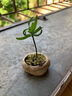 八芽海島羅漢松指尖微型盆栽桌面小綠植迷你拇指好養植物源頭直發(fā)包郵 竹柏-陶瓷小茶罐盆-竹底托-鋪面石 陶瓷盆-帶盆栽好 曬單實(shí)拍圖