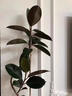 臨雅雙飄枝黑金剛橡皮樹(shù)室內客廳大型綠植四季好養1.6m圓球盆源頭直發(fā) 曬單實(shí)拍圖