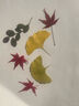 皓梵潔干樹(shù)葉手工diy材料包制作干花畫(huà)植物貼畫(huà)真標本壓花幼兒園書(shū)簽 diy干樹(shù)葉（35片） 曬單實(shí)拍圖