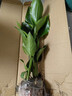 天堂鳥(niǎo)大型室內盆栽植物北歐客廳辦公室鶴望蘭新房家凈化空氣水培 45-50厘米）天堂鳥(niǎo)一盆三棵送肥料 曬單實(shí)拍圖