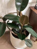 臨雅雙飄枝黑金剛橡皮樹(shù)室內客廳大型綠植四季好養1.6m圓球盆源頭直發(fā) 曬單實(shí)拍圖