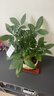 【綠蘿盆栽】吸甲醛凈化空氣水培綠植物懶人花卉好養搬家禮物全 【新居入伙】5年粗壯三桿發(fā)財樹(shù)+招財進(jìn)寶豎紋陶瓷盆 整體含盆高度20-25cm 曬單實(shí)拍圖