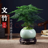 文竹盆栽植物室內花卉盆景客廳辦公室桌面小綠植好養云竹四季常青 精品文竹+蓮花陶瓷盆+圓底托+苔蘚 曬單實(shí)拍圖