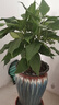 萬(wàn)年青大型綠植室內外栽種四季好養四季常綠禮客廳前臺植物盆栽 萬(wàn)年青60-70厘米10顆 不含盆 曬單實(shí)拍圖