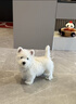 寵邁鑫西高地白梗幼犬軟毛剛毛純種西高地小狗雙血統家養寵物狗小體幼崽 寵物級 精品西高地 公 曬單實(shí)拍圖