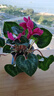 仙客來(lái)盆栽帶花特大號兔子花卉植物室內重瓣蝴蝶蘭四季開(kāi)花好養苗 【精品原盆】大花玫紅 仙客來(lái)（開(kāi)花爆滿(mǎn)） 曬單實(shí)拍圖
