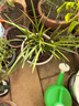 苗充充虧本價(jià)處理 春蘭 大唐盛世好養濃香易活蘭花苗花卉 紅韻素 6苗連體 曬單實(shí)拍圖