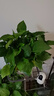 雙盟綠蘿盆栽除甲醛花卉綠植辦公室新房?jì)艋諝?80加侖4盆裝源頭直發(fā) 曬單實(shí)拍圖