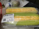 【燉煮季】黃粒甜玉米約800g 曬單實(shí)拍圖