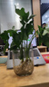 龍鱗春羽水培植物天堂鳥(niǎo)客廳綠蘿盆栽花卉富貴竹龜背竹好養的綠植 精品春羽30-40cm【3棵】送營(yíng)養液 曬單實(shí)拍圖