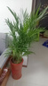中夢(mèng)富貴椰子散尾葵盆栽袖珍椰子 鳳尾竹室內客廳大型綠植 盆景 1米到1.2米高 不含盆 曬單實(shí)拍圖