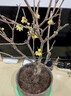 臘梅花樹(shù)苗盆栽老樁盆景素心臘梅花地栽花卉綠植耐寒室 嫁接臘梅6年苗(1.5-2cm粗) 曬單實(shí)拍圖