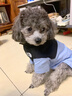 JCZS狗面棉服冬季寵物小狗狗棉衣服秋冬款小型犬泰迪比熊保暖加厚 邦迪藍(可牽引) XS(建議體重1-3斤) 曬單實(shí)拍圖