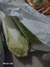 云南高原娃娃菜新鮮蔬菜生鮮乾隆白菜早餐火鍋必備產(chǎn)地直發(fā) 淺黃色 新鮮娃娃菜3顆裝*1包 曬單實(shí)拍圖