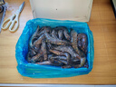 鮮京采 鮮凍大號黑虎蝦 去冰凈重2斤 31-40只/盒 斑節對蝦 曬單實(shí)拍圖