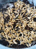 飼用燕麥草種子高產(chǎn)四季牧草籽耐寒養殖豬牛羊雞鴨鵝兔魚(yú)草籽 飼用燕麥草種子1斤裝 曬單實(shí)拍圖