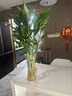 帶根富貴竹水培植物室內綠植客廳盆栽招財粗桿水養節節高特級竹子 【10顆】特級富貴竹66-76cm 曬單實(shí)拍圖