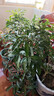 富貴籽盆栽老樁金玉滿(mǎn)堂黃金萬(wàn)兩植物室內客廳耐寒年宵花盆景綠植 【果期帶果】單發(fā)植物—富貴籽60-70厘米【3】盆 曬單實(shí)拍圖