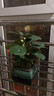 池寬葉小盼菩提樹(shù)盆栽花卉植物辦公室客廳四季帶果綠植好養活禪意小盆景 菩提樹(shù)【四方山水】+底座/帶20果 曬單實(shí)拍圖