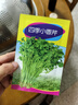 鳳鳴雅世芹菜苗種籽大全芹菜種子季青菜籽蔬菜種孑農家四季小香芹種子10克 曬單實(shí)拍圖