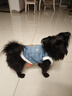 嬉皮狗（hipidog）狗狗衣服仿兔絨毛邊加絨保暖可牽引馬甲中小型犬比熊寵物貓咪服飾 牛仔藍色 XL（建議體重11-15斤） 曬單實(shí)拍圖