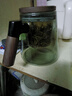 古德窯 茶壺泡茶壺茶水分離飄逸杯2025新款玻璃內膽一鍵過(guò)濾泡茶杯茶具 胡桃木玻璃煙灰款飄逸茶壺 650ml 曬單實(shí)拍圖