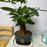 愛(ài)優(yōu)尚發(fā)財樹(shù)小盆栽盆景辦公室桌面盆栽室內客廳綠植好養招財樹(shù)源頭直發(fā) 曬單實(shí)拍圖