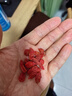 枸杞子正宗寧夏頭茬一級特級免洗枸杞大粒新貨紅枸杞泡水泡茶泡酒 枸杞500克 曬單實(shí)拍圖