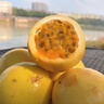 鮮青錄廣西黃金百香果欽蜜9號新鮮水果黃色白香果西番蓮雞蛋果 劃算3斤中果（單果60-70g） 曬單實(shí)拍圖