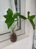 龍鱗春羽水培植物天堂鳥(niǎo)客廳綠蘿盆栽花卉富貴竹龜背竹好養的綠植 精品春羽20-25cm【3棵】送營(yíng)養液 曬單實(shí)拍圖