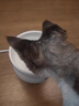 JCZS【德國品牌】寵物恒溫水碗貓咪加熱飲水器貓飲水機酸奶機保溫小貓 【四檔恒溫 定時(shí)防干燒】700ml白色碗墊組合 曬單實(shí)拍圖