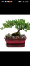 花永芳迎客松造型盆栽 辦公陽(yáng)臺松柏樹(shù)苗地柏盆栽 庭院常青四季綠植 3年苗30cm左右 曬單實(shí)拍圖